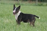 BULL TERRIER MINIATURE 042